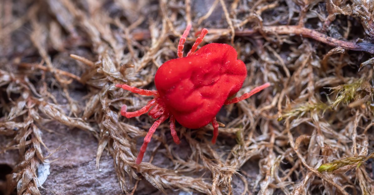 Red Insect Crawling on Dried Grass · Free Stock Photo