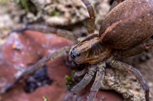 Free Detailed macro shot of a hairy spider in a natural setting, showcasing its textures. Stock Photo