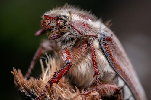 Бесплатное стоковое фото с беспозвоночный, крупный план, лесной майский жук