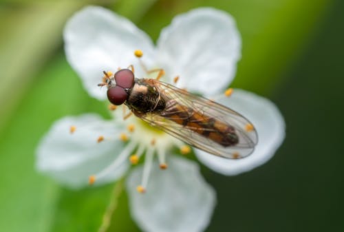 Foto profissional grátis de empoleirado, estame, flor branca