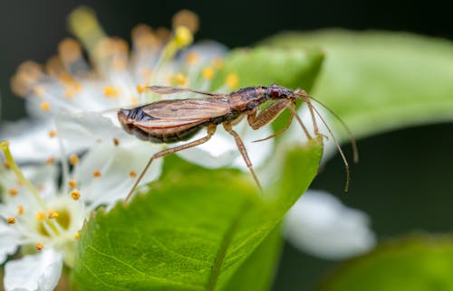 Brown Insect Perched on Green Leaf