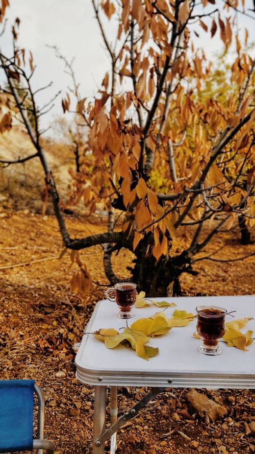 Free Two cups of coffee on a table amidst autumn leaves in a serene forest. Stock Photo