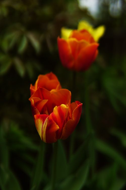 Free Close-up of vivid tulips with lush green leaves, perfect for floral photography enthusiasts. Stock Photo