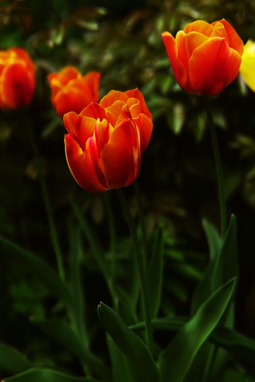 Free Captivating red tulips bloom vividly against a lush green backdrop, perfect for nature and floral collections. Stock Photo