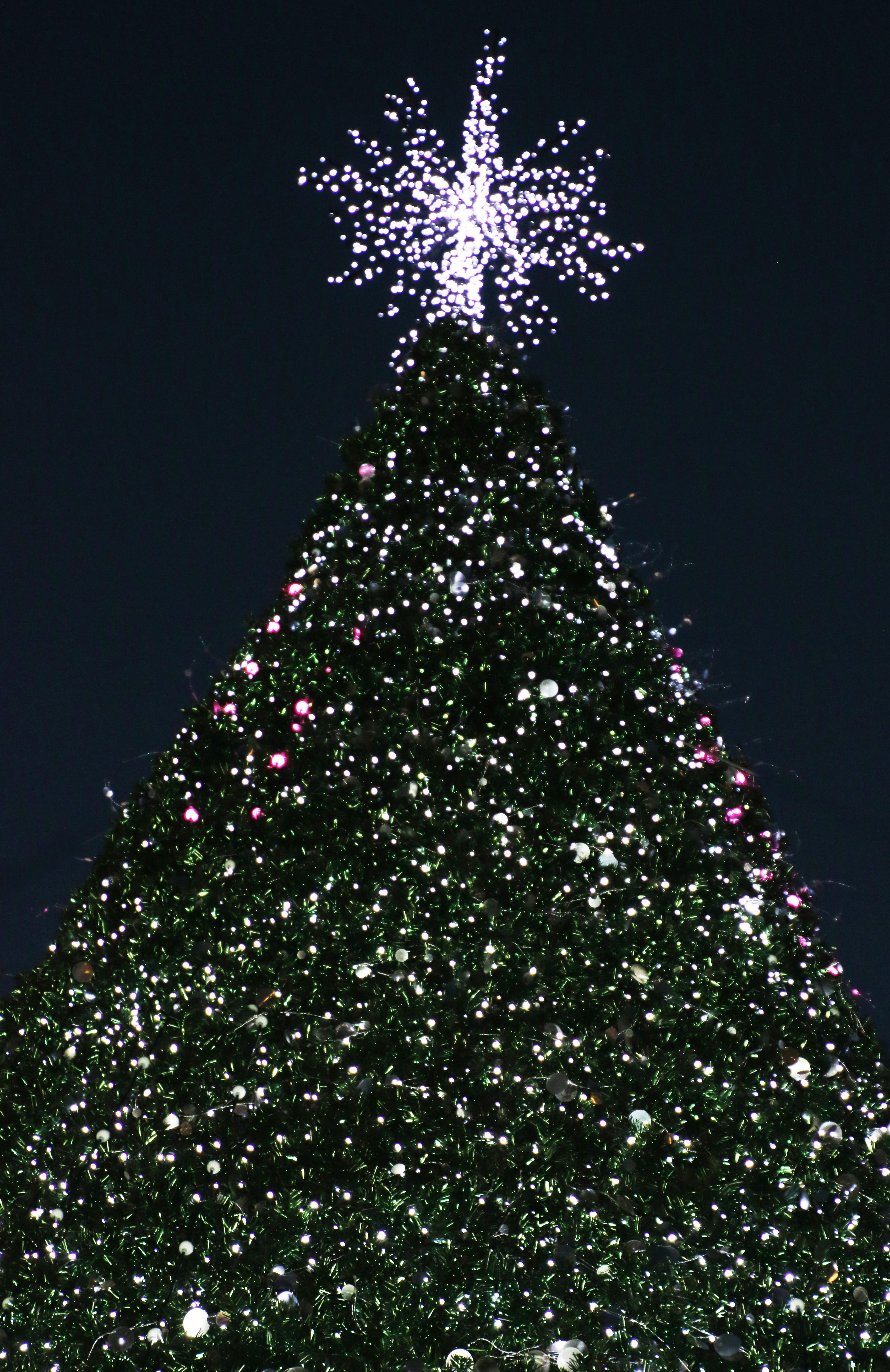 Free stock photo of Cape Town, christmas, christmas tree