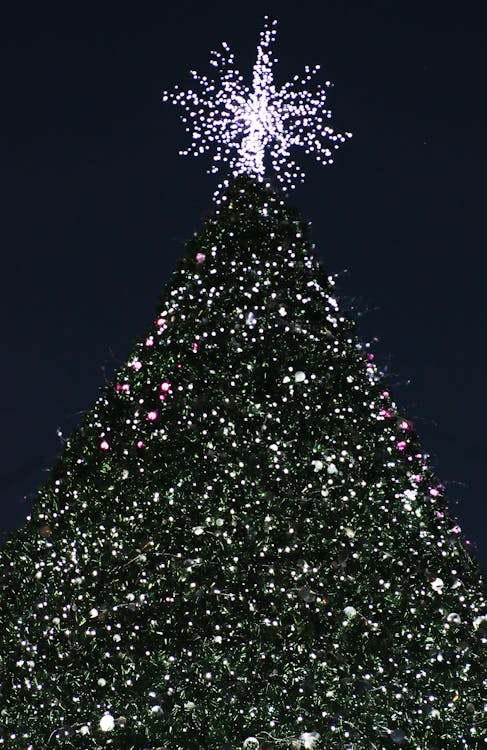 Free stock photo of Cape Town, christmas, christmas tree