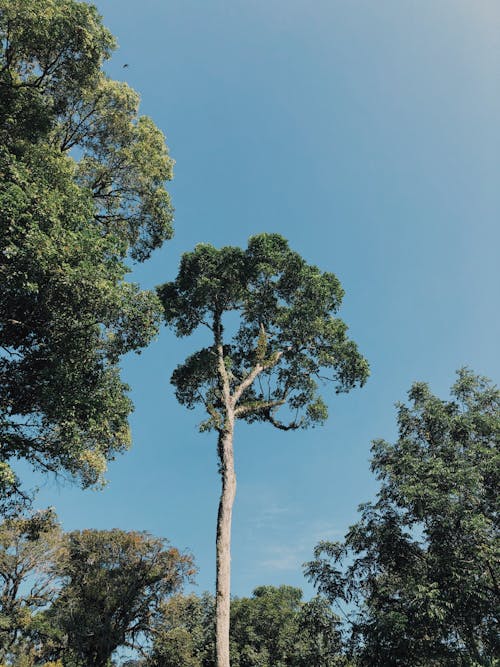 Immagine gratuita di alberi, alto, cielo azzurro