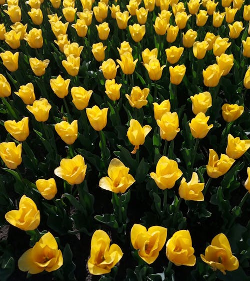 A Field of Yellow Tulips