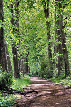 Brown Pathway Between Green Trees