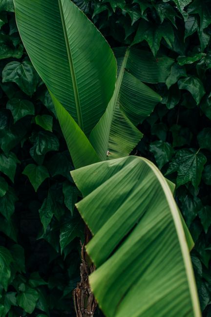 Close-up of vibrant banana leaves in a lush garden setting in Sochi, Russia.