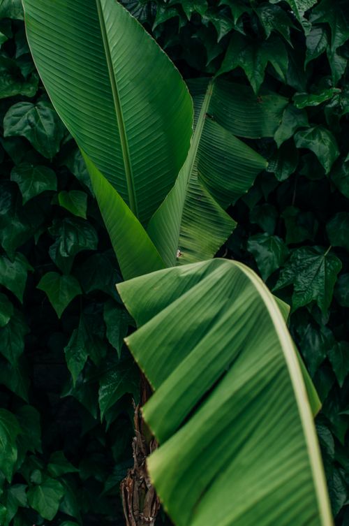 Free Close-up of vibrant banana leaves in a lush garden setting in Sochi, Russia. Stock Photo