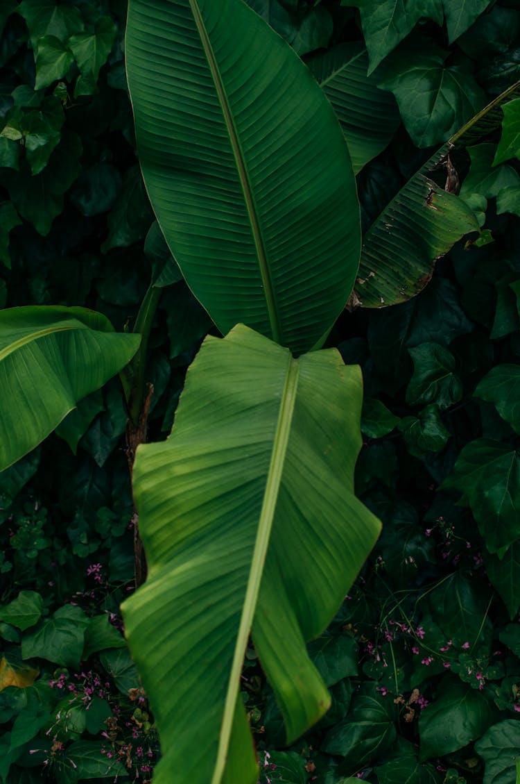 Green Banana Leaves With Yellow Leaf