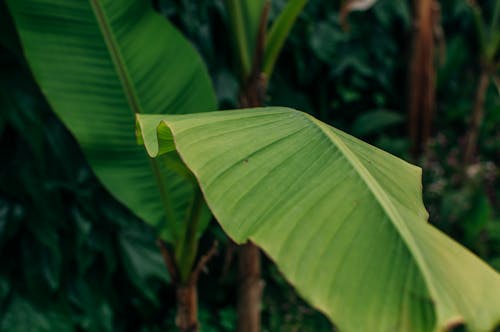 Close-Up Photo of Green Banana Leaves