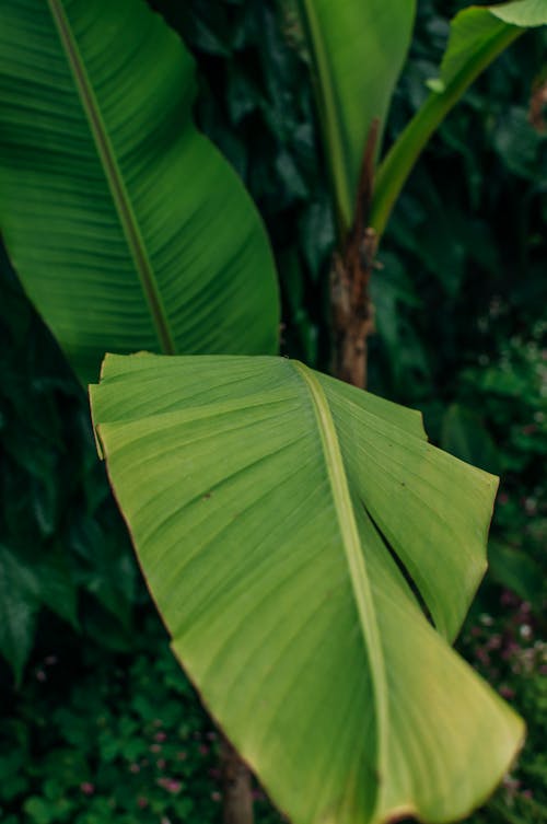 Green Banana Leaves in Close-Up Photography
