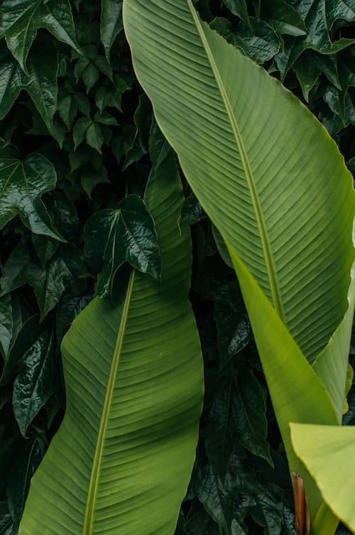 Close-Up Photograph of Green Banana Leaves