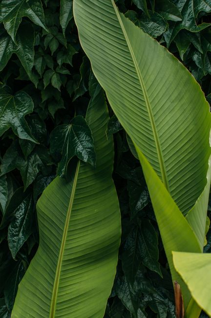 Close-up of vibrant banana leaves with rich textures and green hues photographed outdoors.
