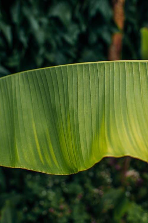 Green Leaf  of Banana in Close Up Photography
