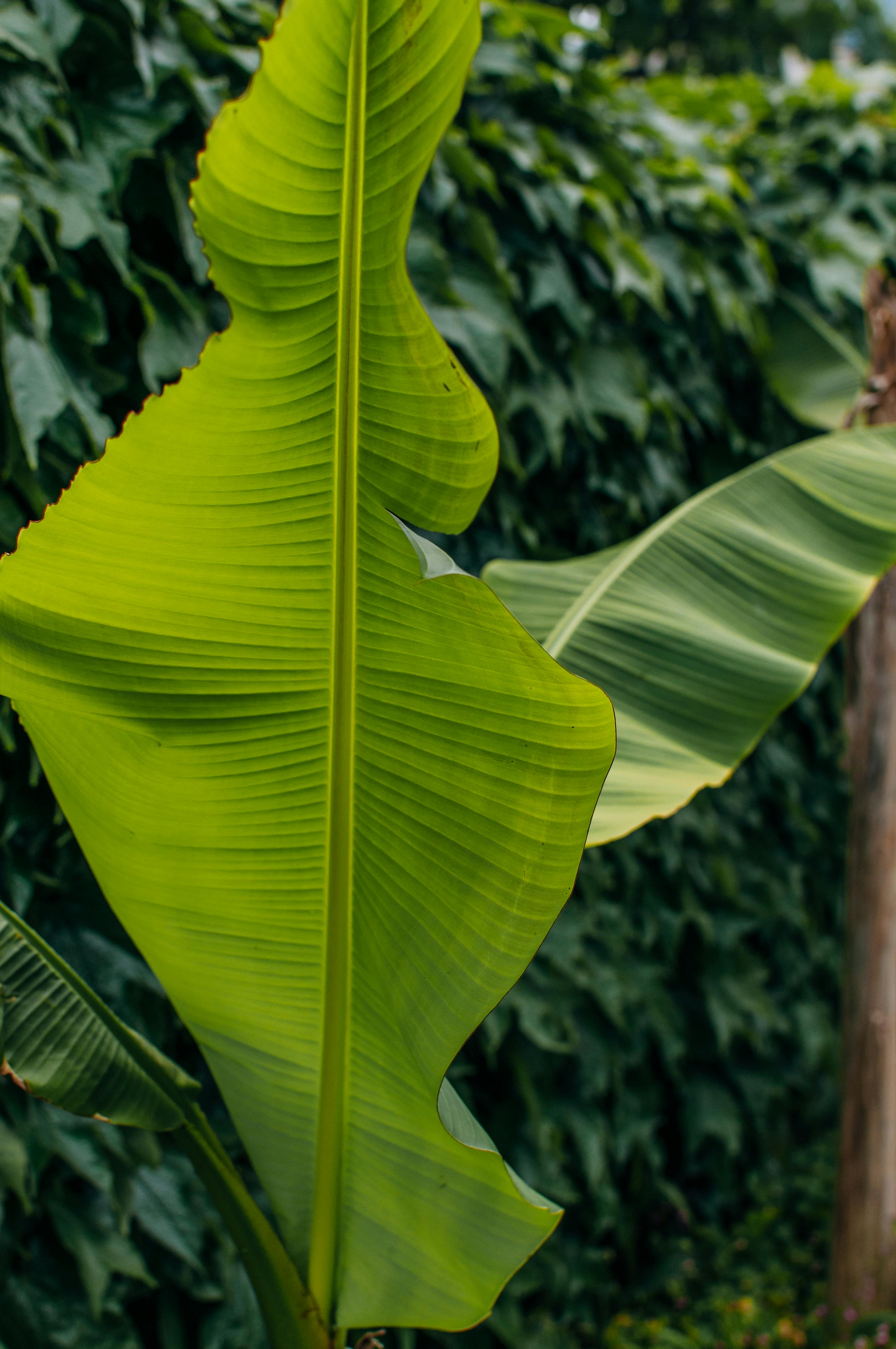 Close-up of a lush green tropical banana leaf with a natural background in Sochi, Russia.