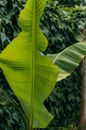 Underneath of Green Banana Leaf