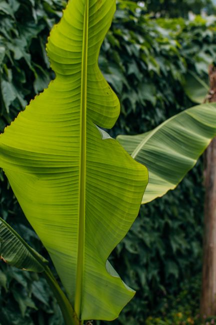 Close-up of a lush green tropical banana leaf with a natural background in Sochi, Russia.