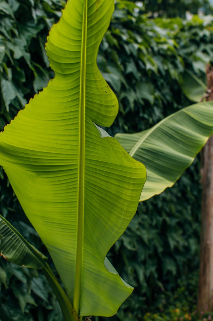 Underneath Of Green Banana Leaf