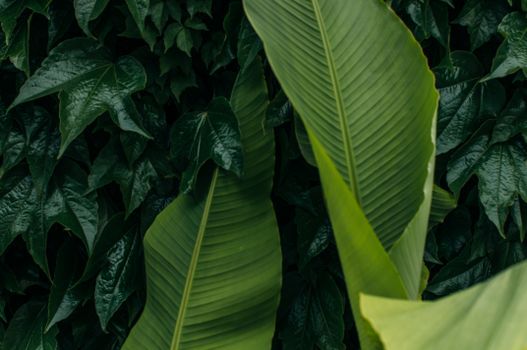 Lush Fleshy Leaves