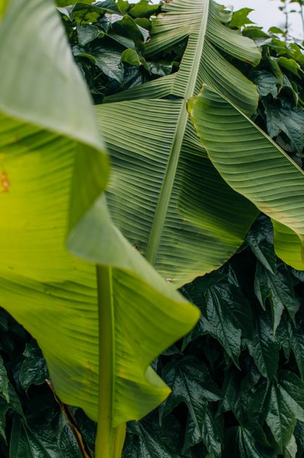 Close-up of vibrant green banana leaves in Sochi, showcasing nature's intricate leaf textures.