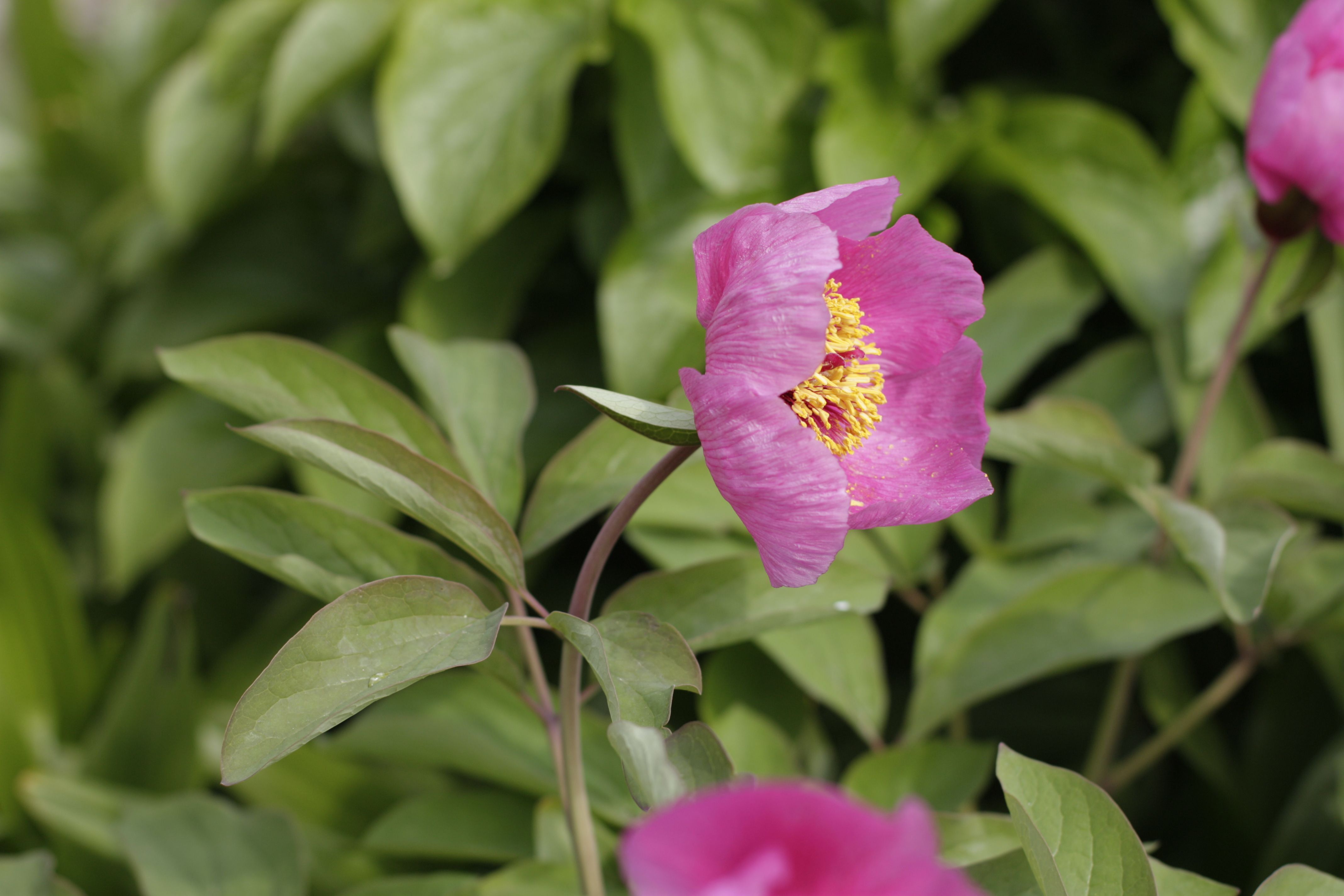 Peony Plant Profile