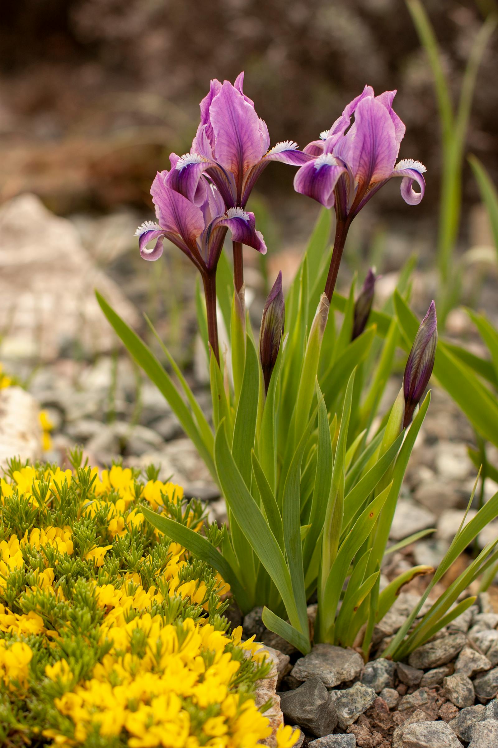 Mobile phone showing a horoscope app on screen