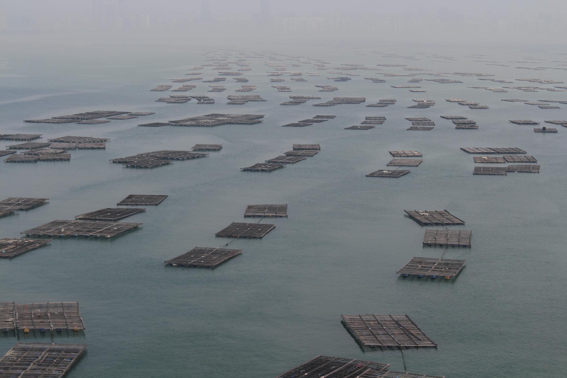 Overhead shot of numerous floating fish farms in foggy Kowloon Bay, showcasing aquaculture industry in Hong Kong.