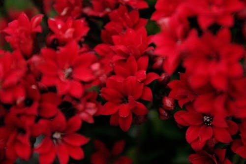 Gratuit Imagine de stoc gratuită din botanic, culori, floră Fotografie de stoc
