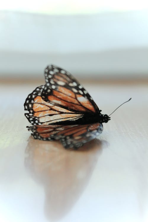 Monarch Butterfly on Brown Surface in Closeup Photo