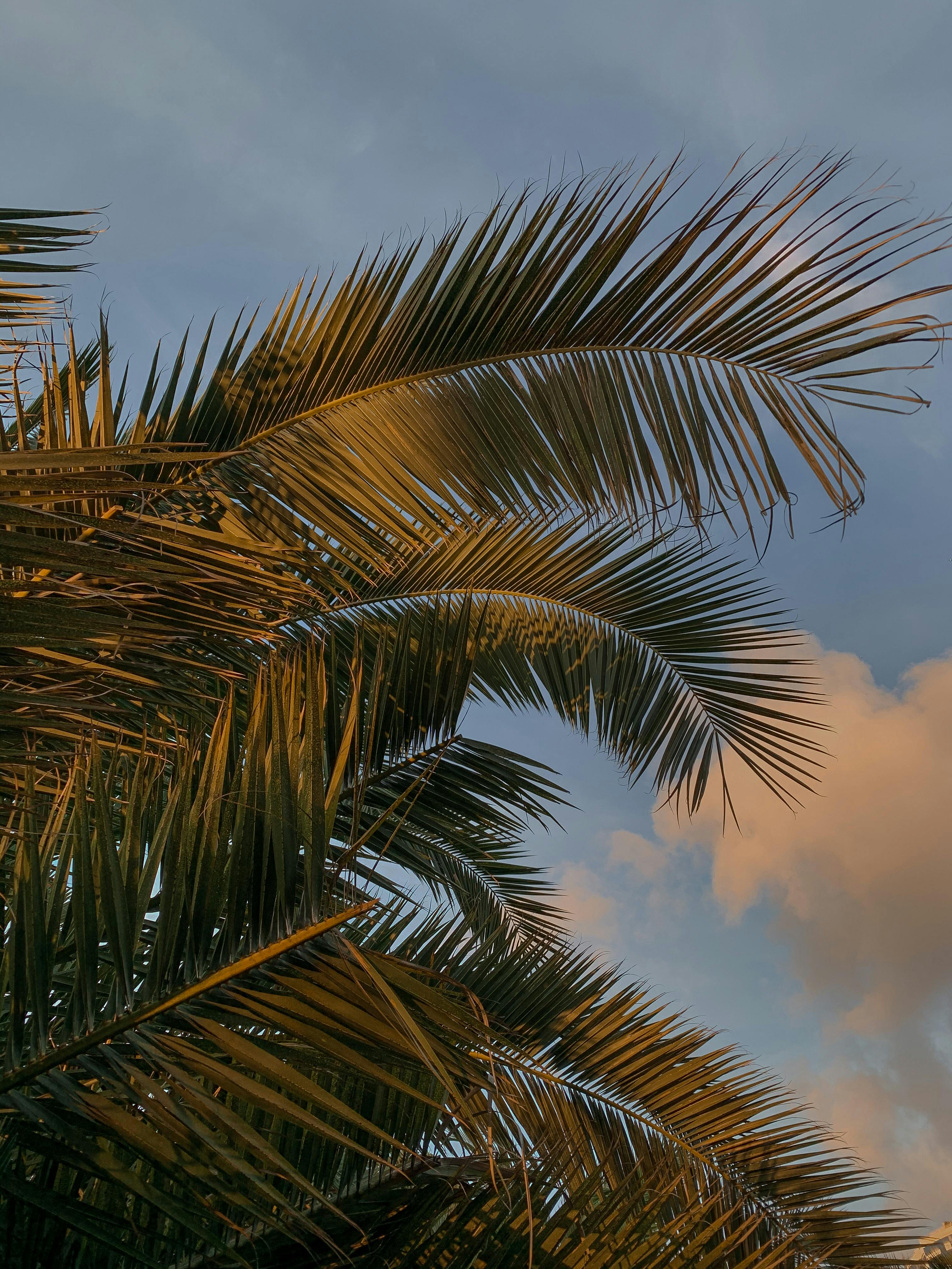 Palm leaves glowing in golden sunset light against a cloudy sky.