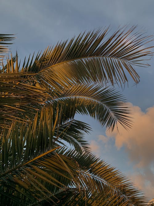 Gratis stockfoto met lage hoek schot, Palmbladeren, verticaal schot