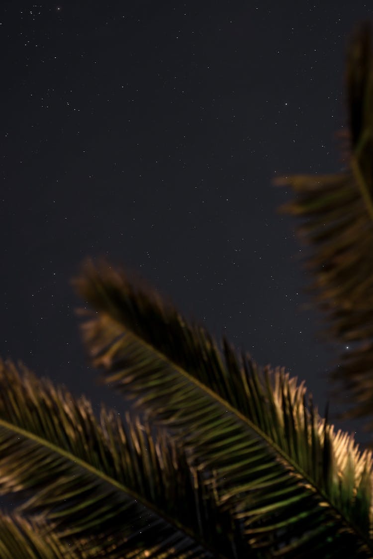 Green Palm Leaves Under Black Starry Sky