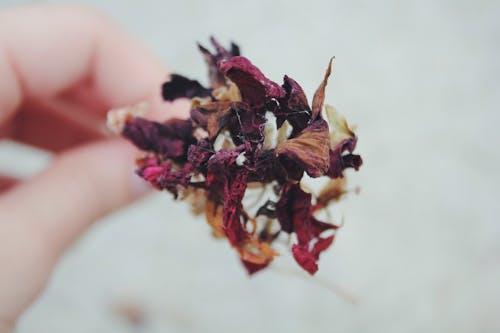 Person Holding Dried Red, Brown, and White Flower