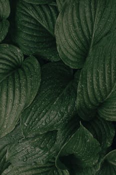 Close-up of green leaves with droplets, showcasing a natural lush foliage pattern.