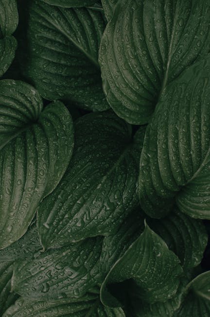 Close-Up Photo Of Green Leaves · Free Stock Photo