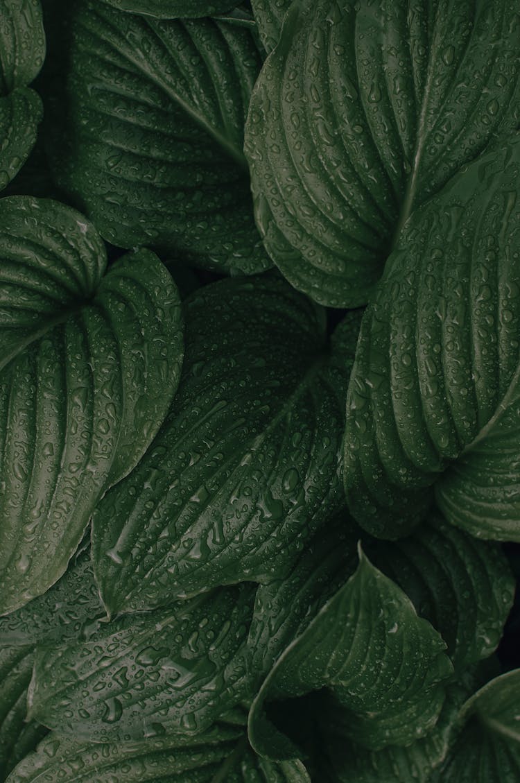 Cluster Of Green Leaves With Water Droplets