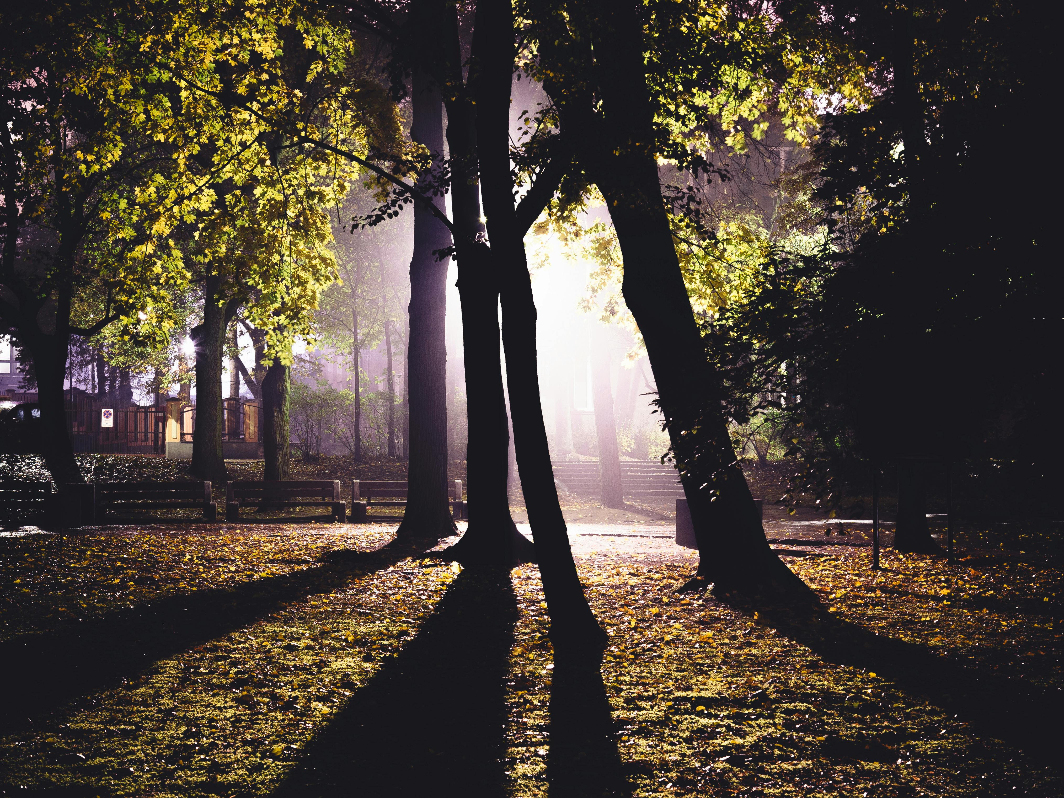 Green Trees Lighted during Night Time · Free Stock Photo
