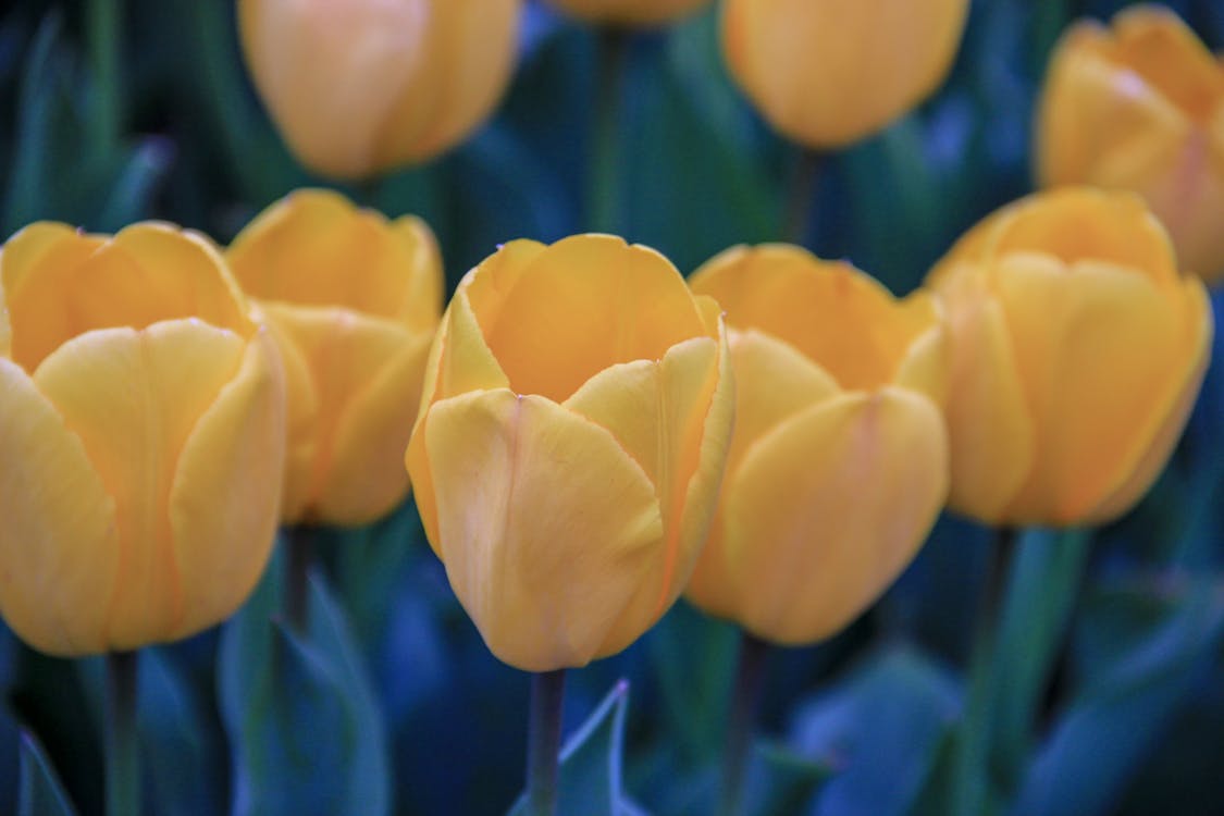 A Yellow Tulips in Bloom
