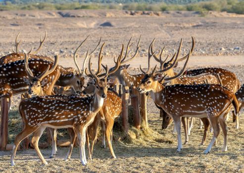 Close-Up Shot of a Herd of Axis Deers