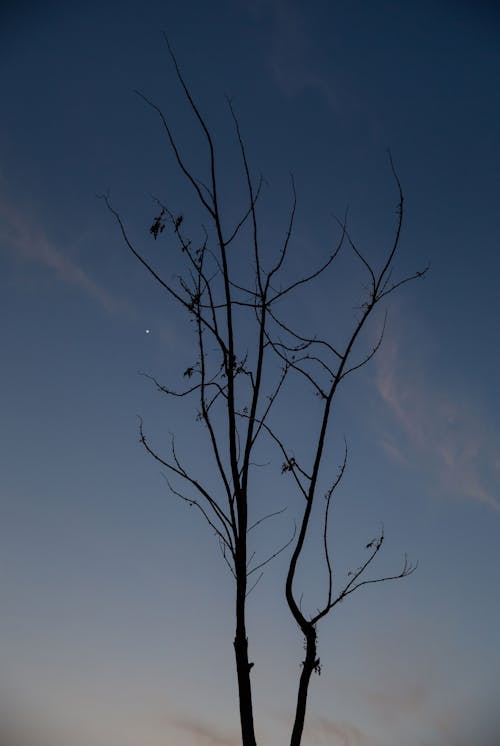 Foto d'estoc gratuïta de alba, arbre, arbre nu