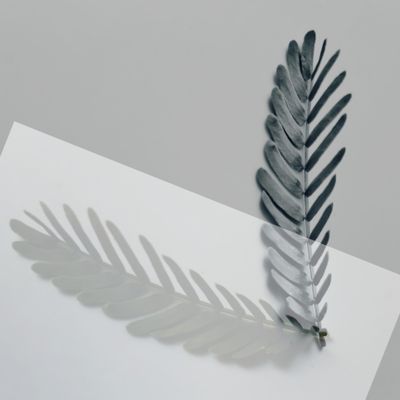 A single fern frond casting a soft shadow on white paper &mdash; photo by Natural life2021 on Pexels