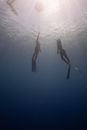 From below of anonymous divers in wetsuits with flippers swimming up rope under clear sea water in sun rays