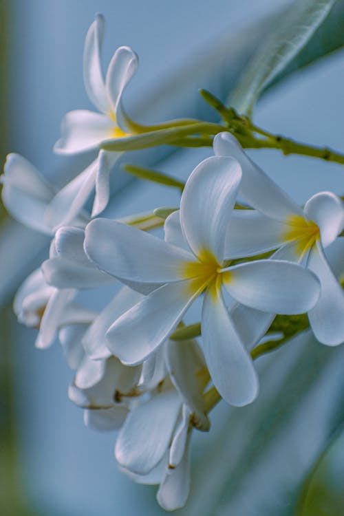Fotobanka s bezplatnými fotkami na tému biele kvety, čerstvosť, jemný