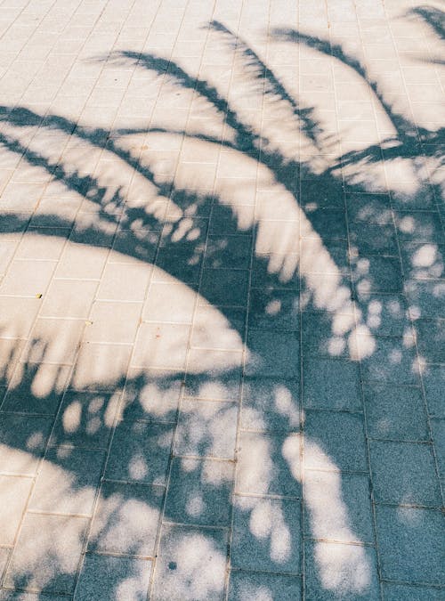 Shadow of tropical palm tree leaves and branches on paved sidewalk in sunny day