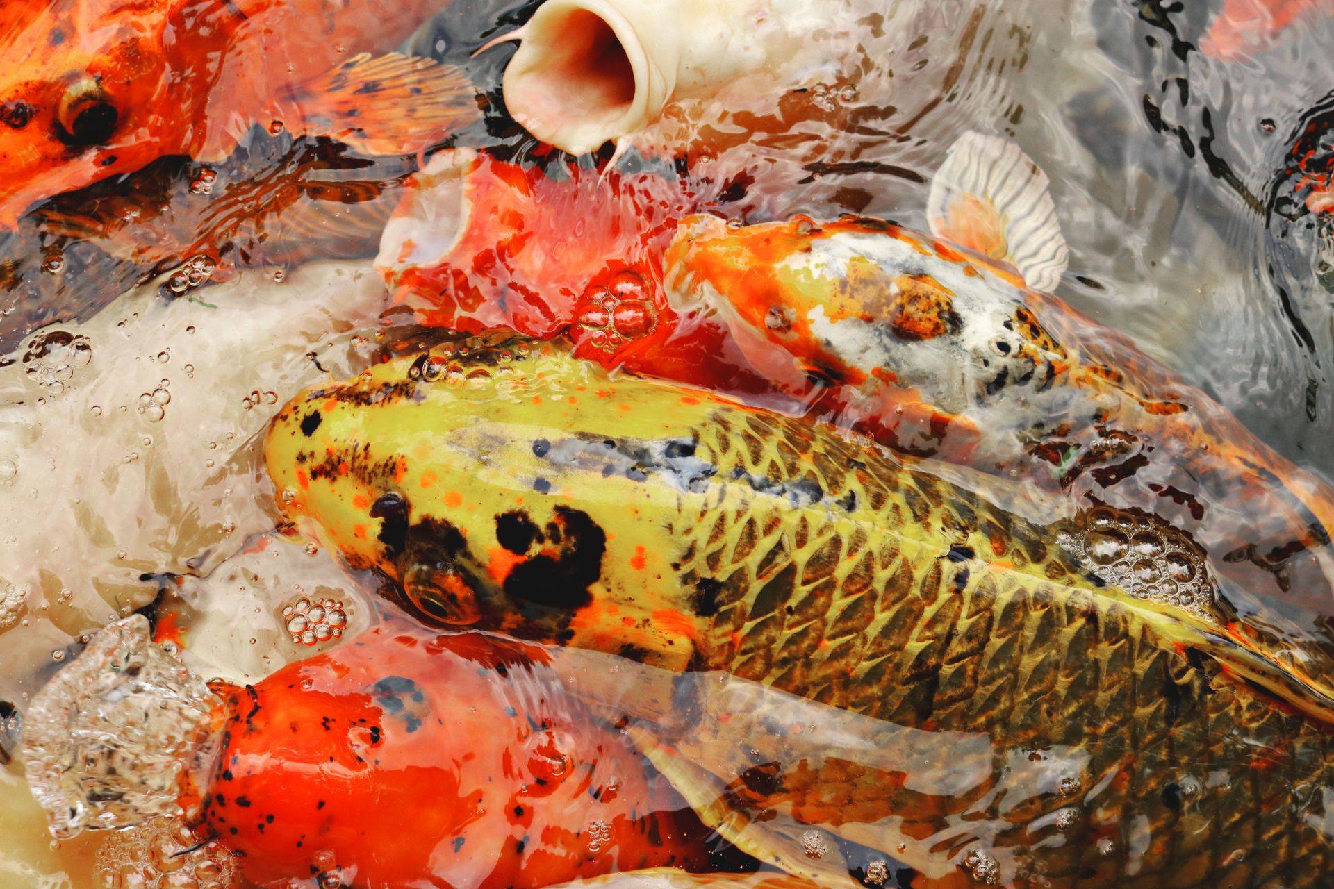 Colorful koi fish swimming together, showcasing vibrant patterns and hues.
