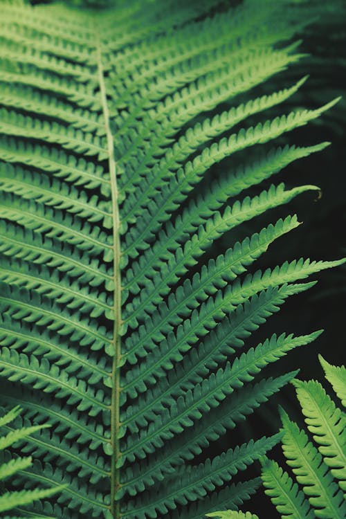 Green Fern Plant in Close-Up Photography