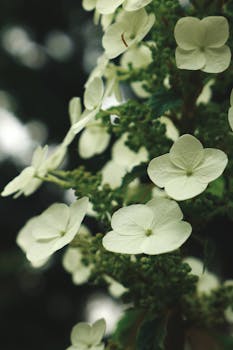 A delicate vertical shot of white hydrangea flowers blooming in nature.